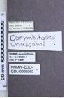 Etikette zu Corymbitodes chassaini (Schimmel & Tarnawski, 2015) (NHMW-ZOO-COL-0008363)